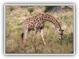 Gir09 - Giraffe