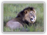 Lio_0109 - male Lion