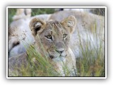 Lio_0132 - playful Lion cubs