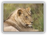 Lio_0136 - Lion