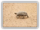 Wil_01 - a Tortoise walking over the road