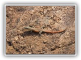 Wil_03 - a Lizard on a rock 