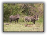 Wil_06 - Warthogs