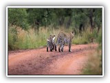 Wil_07 - Two Leopards in Welgevonden - Mom and young one