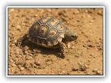 Wil_16 - a matchbox size Tortoise