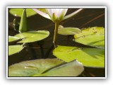 Wil_17 - water lily