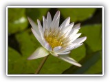 Wil_19 - water lily