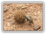 Wil_20 - Africa's hardest working creature - a Dung Beetle