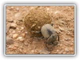 Wil_21 - Africa's hardest working creature - a Dung Beetle