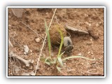 Wil_23 - Africa's hardest working creature - a Dung Beetle