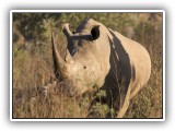 Rhi_12 - Rhino