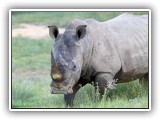 Rhi_13 - Rhino