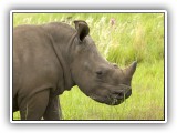 Rhi_19 - Rhino